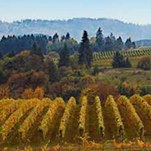 The Willamette Valley landscape with a vineyard
