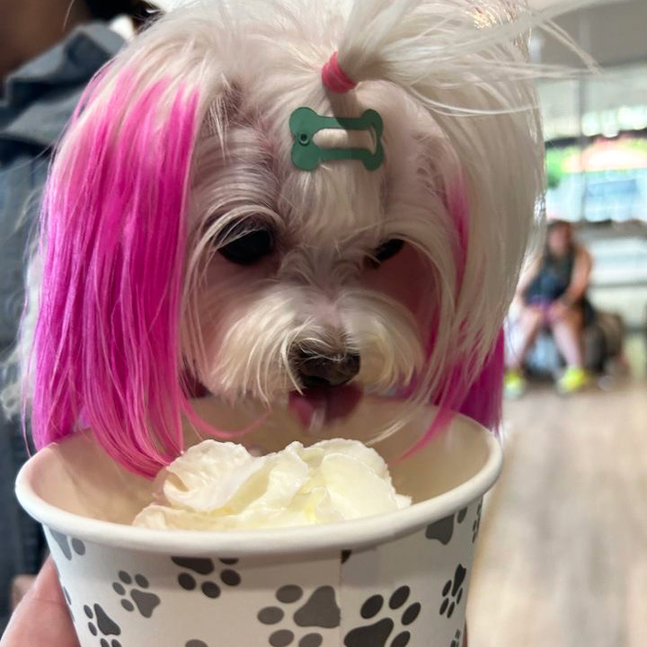 a dog enjoying a Pacific Perks ice cream sundae